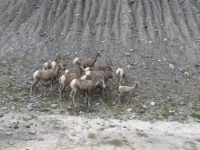 Bighorn sheep